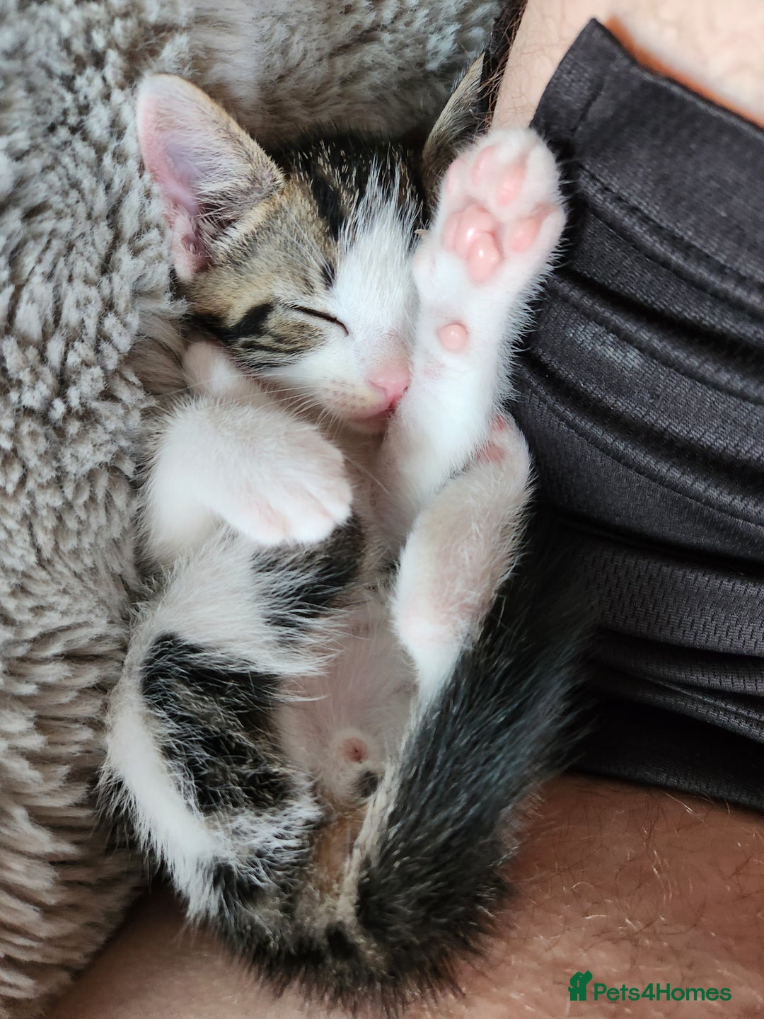 Mixed Breed cats for sale: Bengal x Domestic short hair Kittens - Image 1