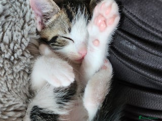 Mixed Breed cats - Advert 37