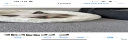 Ragdoll cats for sale: Fluffy Ragdoll kittens - Advert 12