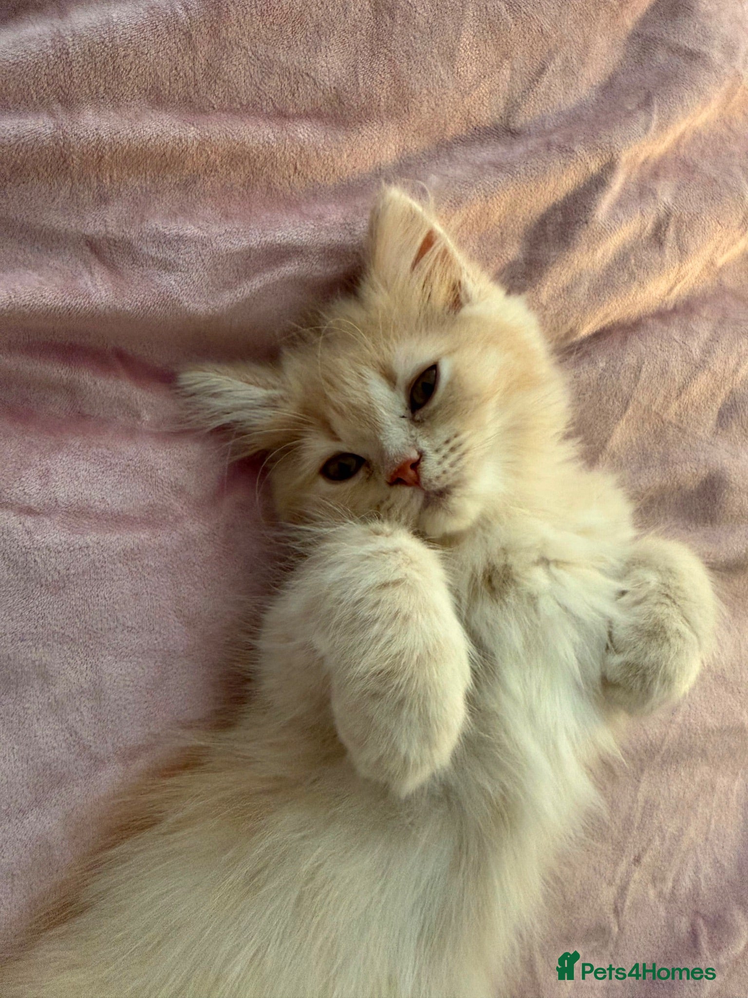 Persian cats Pure Breed Persian Kitten ( Care Items Included ) - Advert 17