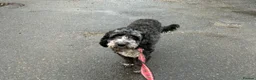 Cockapoo dogs for sale: Black and white Cockerpoo  in Sheringham - Advert 5