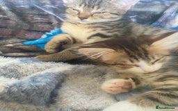 Mixed Breed cats for sale: 4 beautiful male kitten  - Image 1