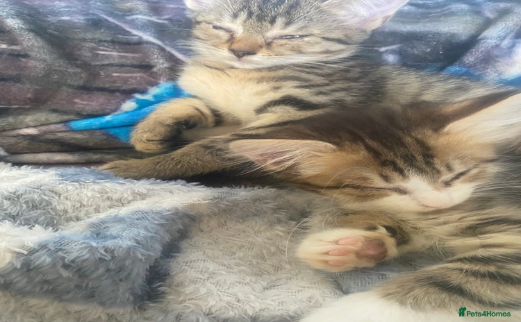 Mixed Breed cats for sale - Advert 1