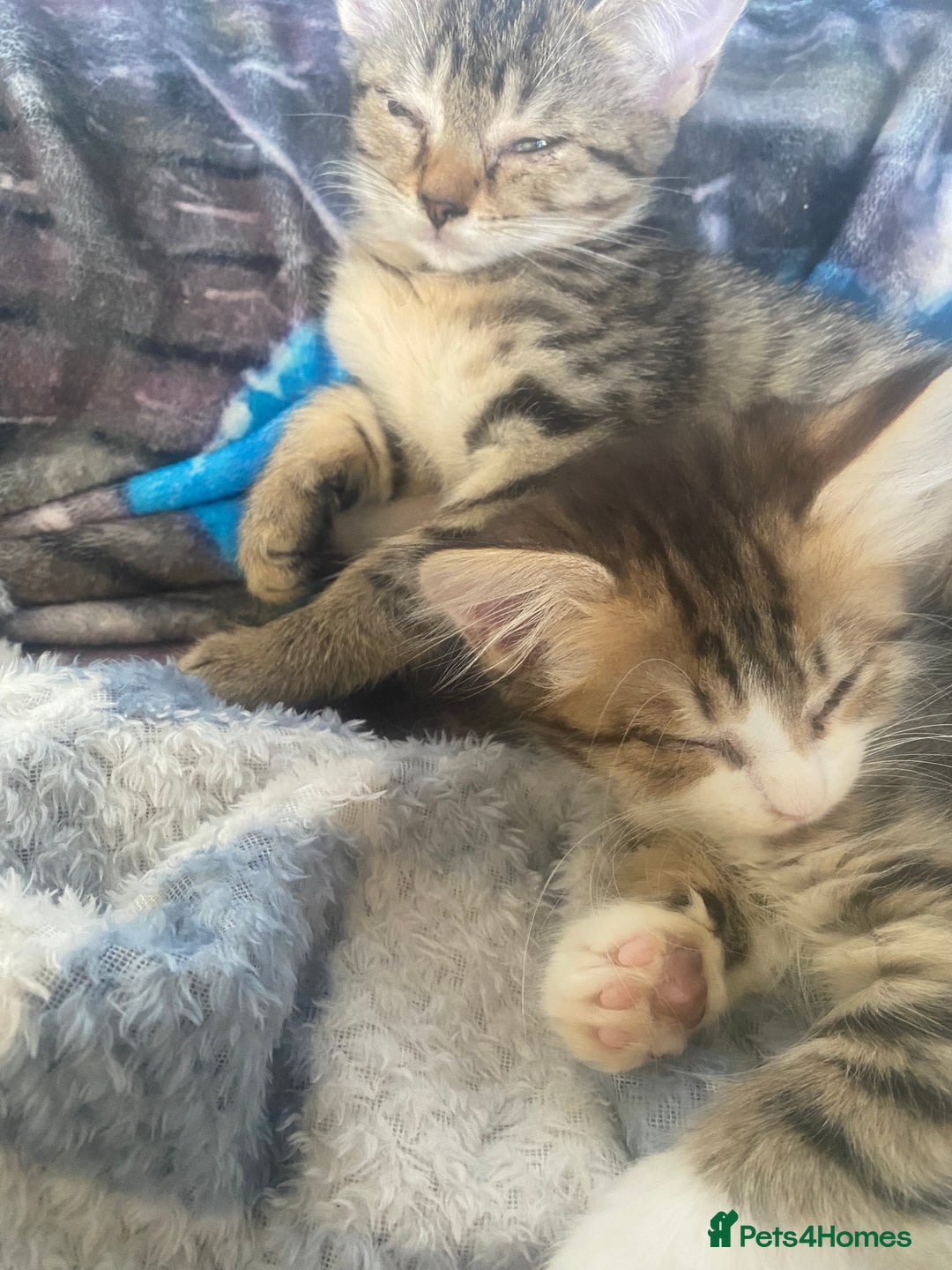 Mixed Breed cats for sale: 4 beautiful male kitten  - Image 1