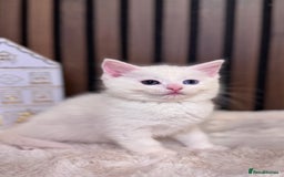 British Shorthair cats for sale: 🎃The Jack Frost Litter–Frost & Pumpkin Whiskers❄️ - Image 27