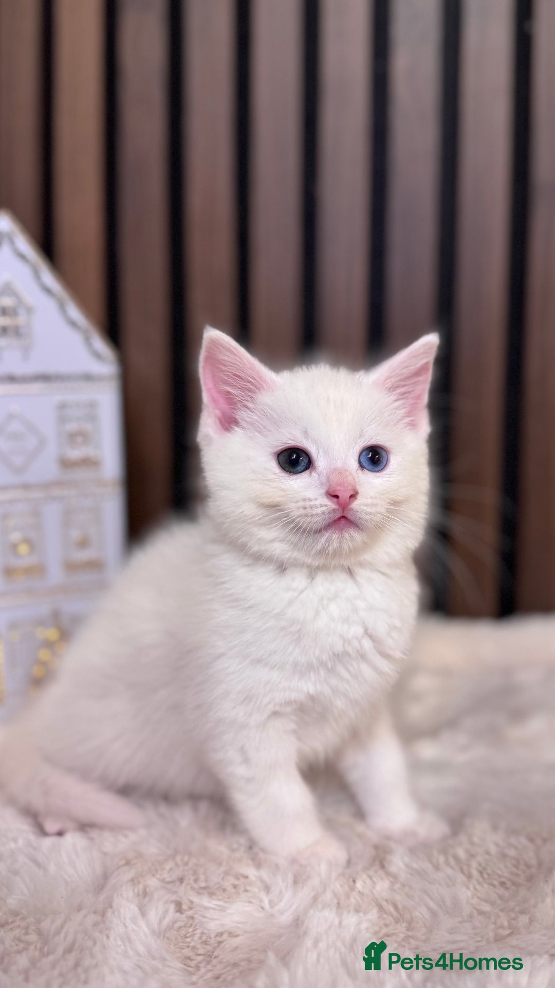 British Shorthair cats for sale: 🎃The Jack Frost Litter–Frost & Pumpkin Whiskers❄️ - Image 27