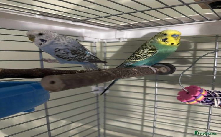 Budgerigars birds - Advert 1