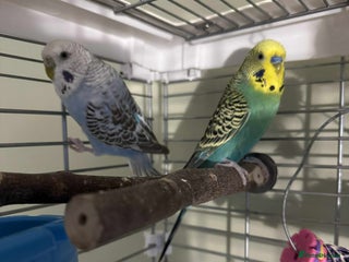 Budgerigars birds for sale - Advert 1