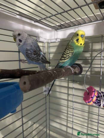 Budgerigars birds - Advert 1