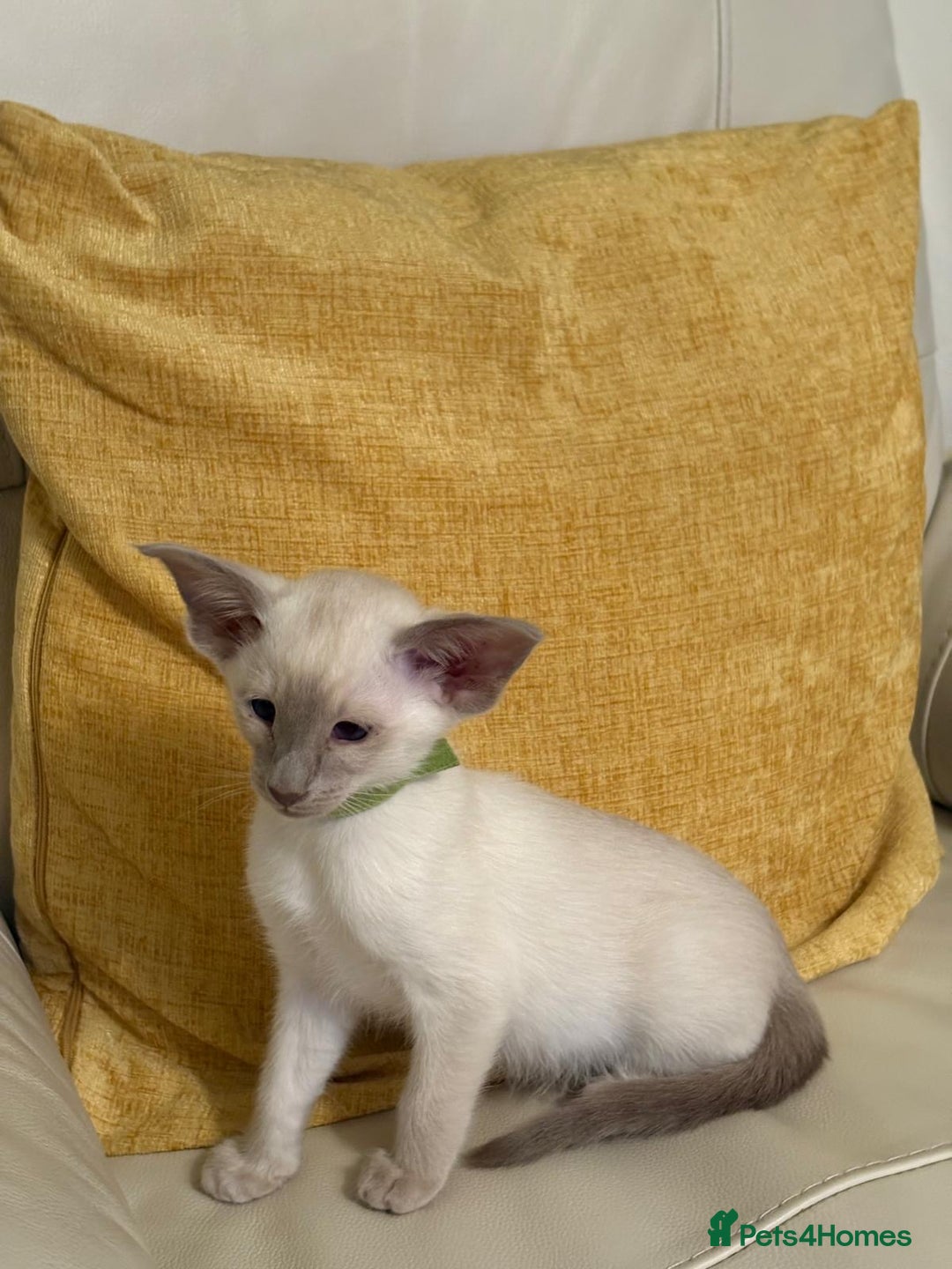 Oriental cats for sale: GCCF Oriental Kittens  - Advert 7