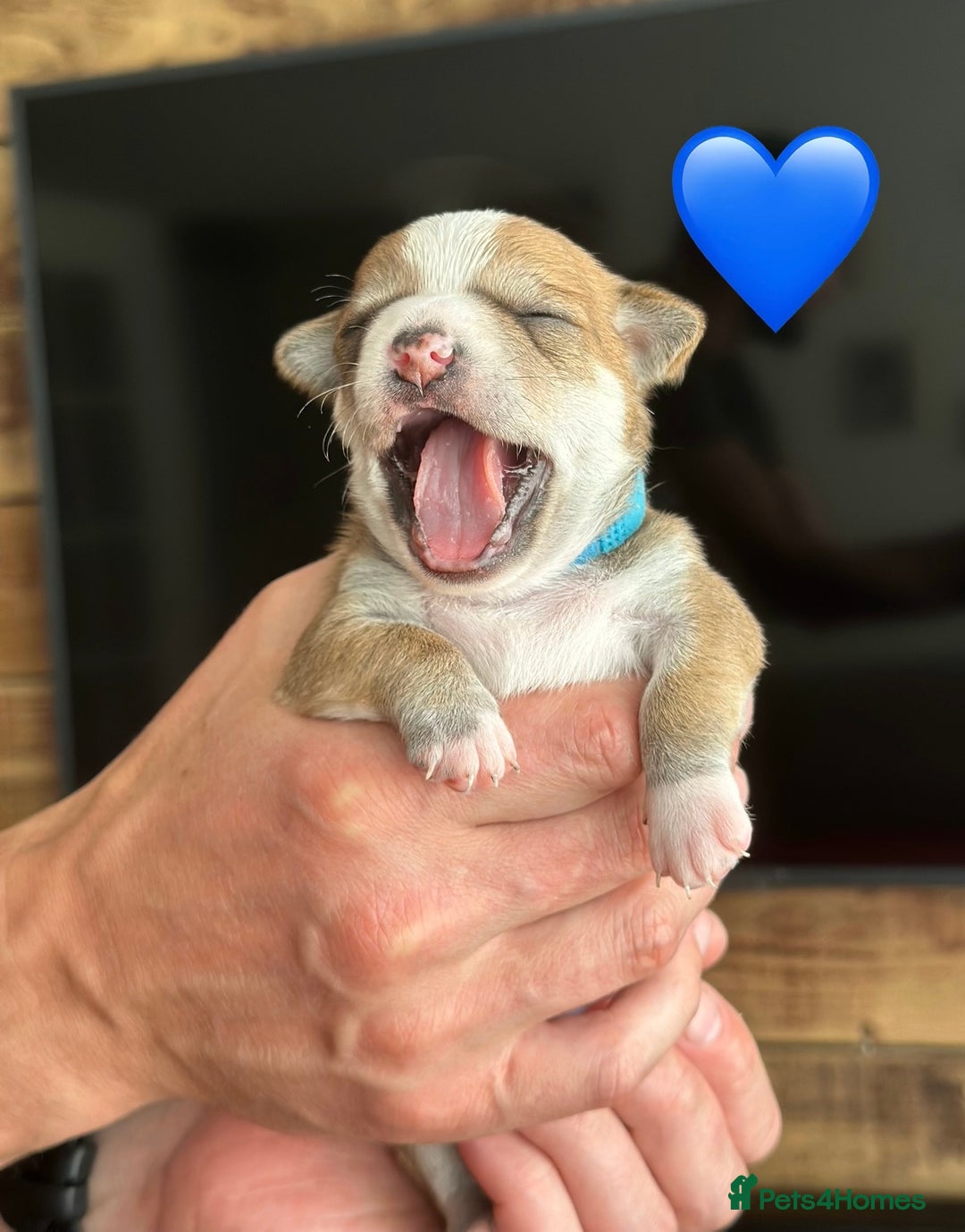 Chihuahua dogs for sale: 6 Gorgeous Chihuahua Puppies 🐶💙🩷🩷🩷🩷💙  - Image 26