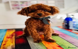 Toy Poodle dogs for sale: 🧸Tiny Exquisite Asian Poodle Boy🧸 - Image 1