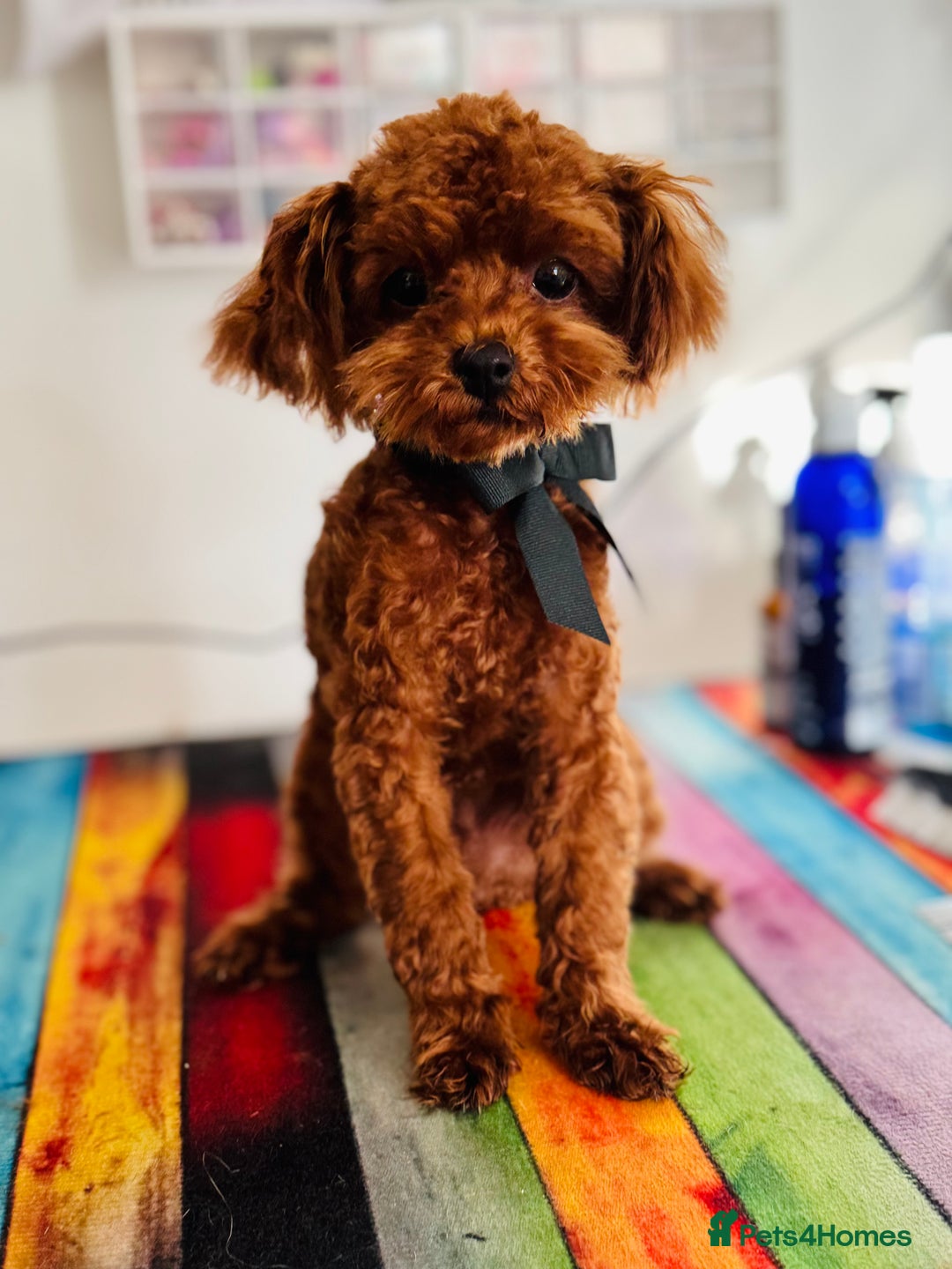 Toy Poodle dogs for sale: 🧸Tiny Exquisite Asian Poodle Boy🧸 - Image 1