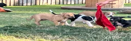 Mixed Breed dogs for sale: 10 week old pups  in Halifax - Advert 10