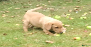 Labrador Retriever dogs - Advert 11