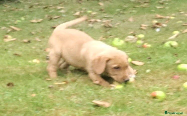 Labrador Retriever dogs - Advert 1