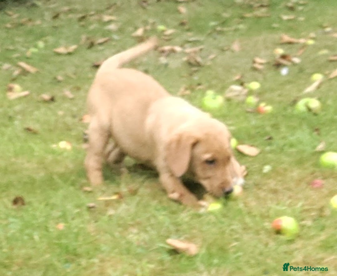 Labrador Retriever dogs for sale: Labrador pups for sale ready now!! - Image 3
