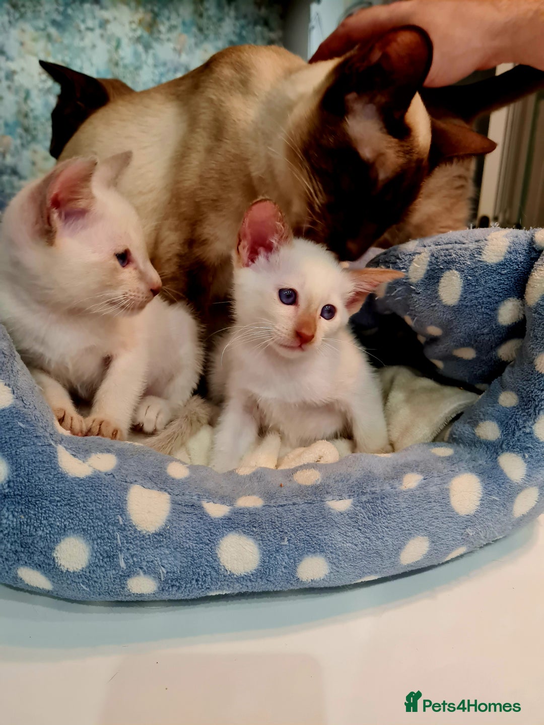 Siamese cats for sale: LAST ONE,  Gorgeous Bluepoint little boy. - Advert 11