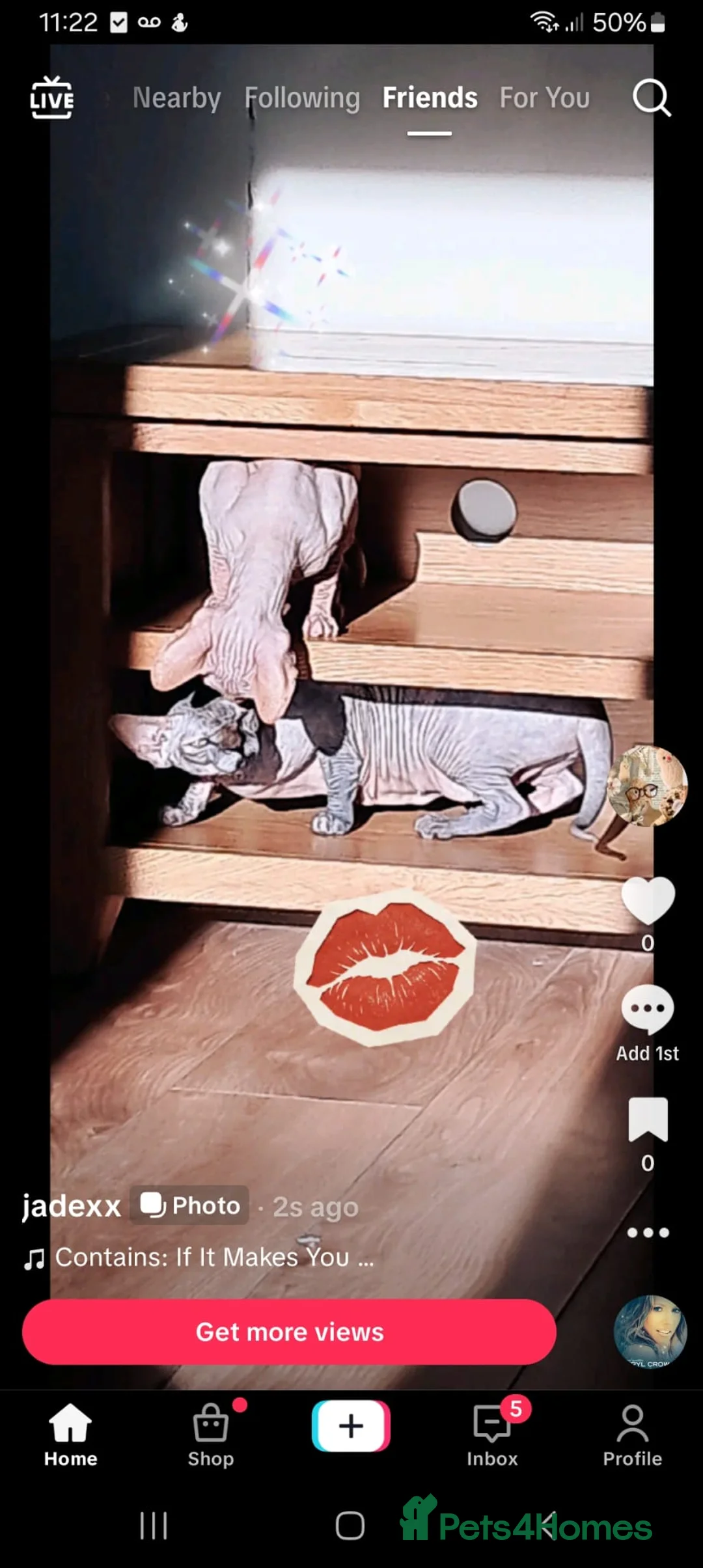 Sphynx cats for sale: 2 sphynx sister need rehoming together ❤️  - Advert 9