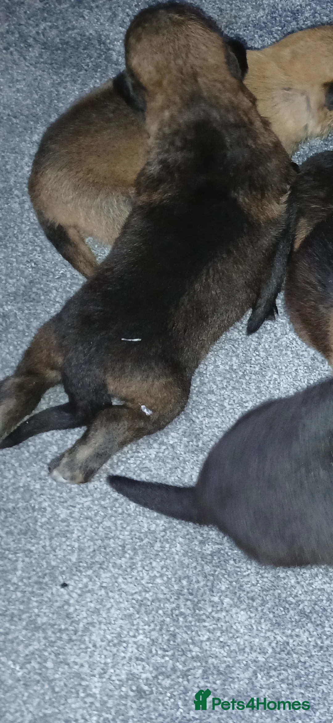 German Shepherd dogs for sale: Czech shepherd  - Advert 10