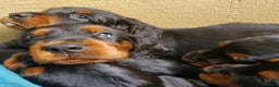 Gordon Setter dogs for sale: 🐾 Gordon Setter Puppies Raised in Our Home 🐾 - Advert 2