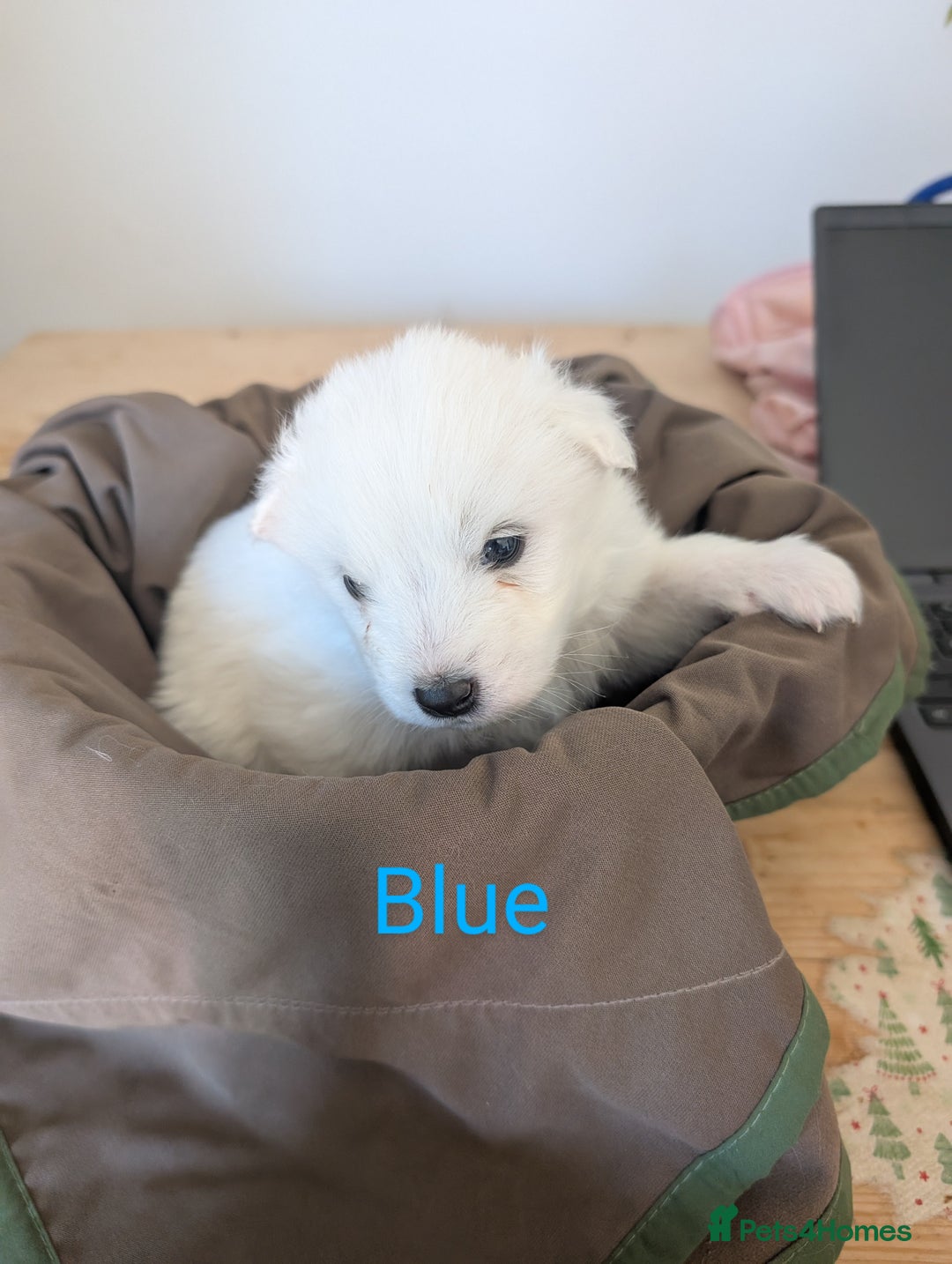 Samoyed dogs for sale: Samoyed Puppies for Sale! - Image 7