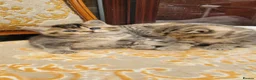 Scottish Fold cats for sale: Scottish fold  - Advert 27