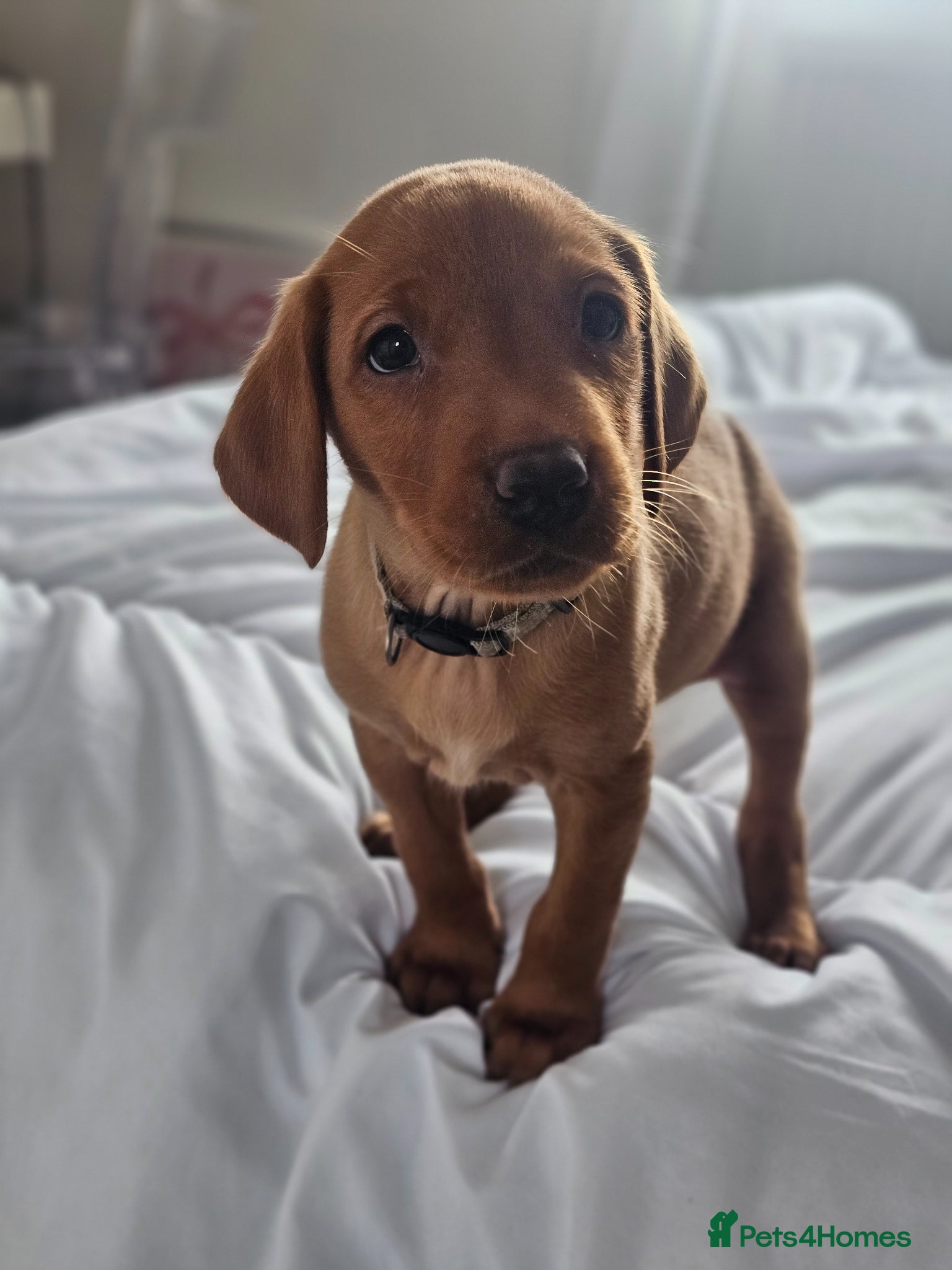 Labrador Retriever dogs Absolutely stunning kc registered fox red pups - Advert 15