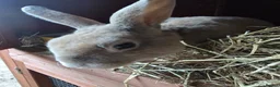 Rex rabbits for sale: Beautiful Mini Rex Buck - Advert 1