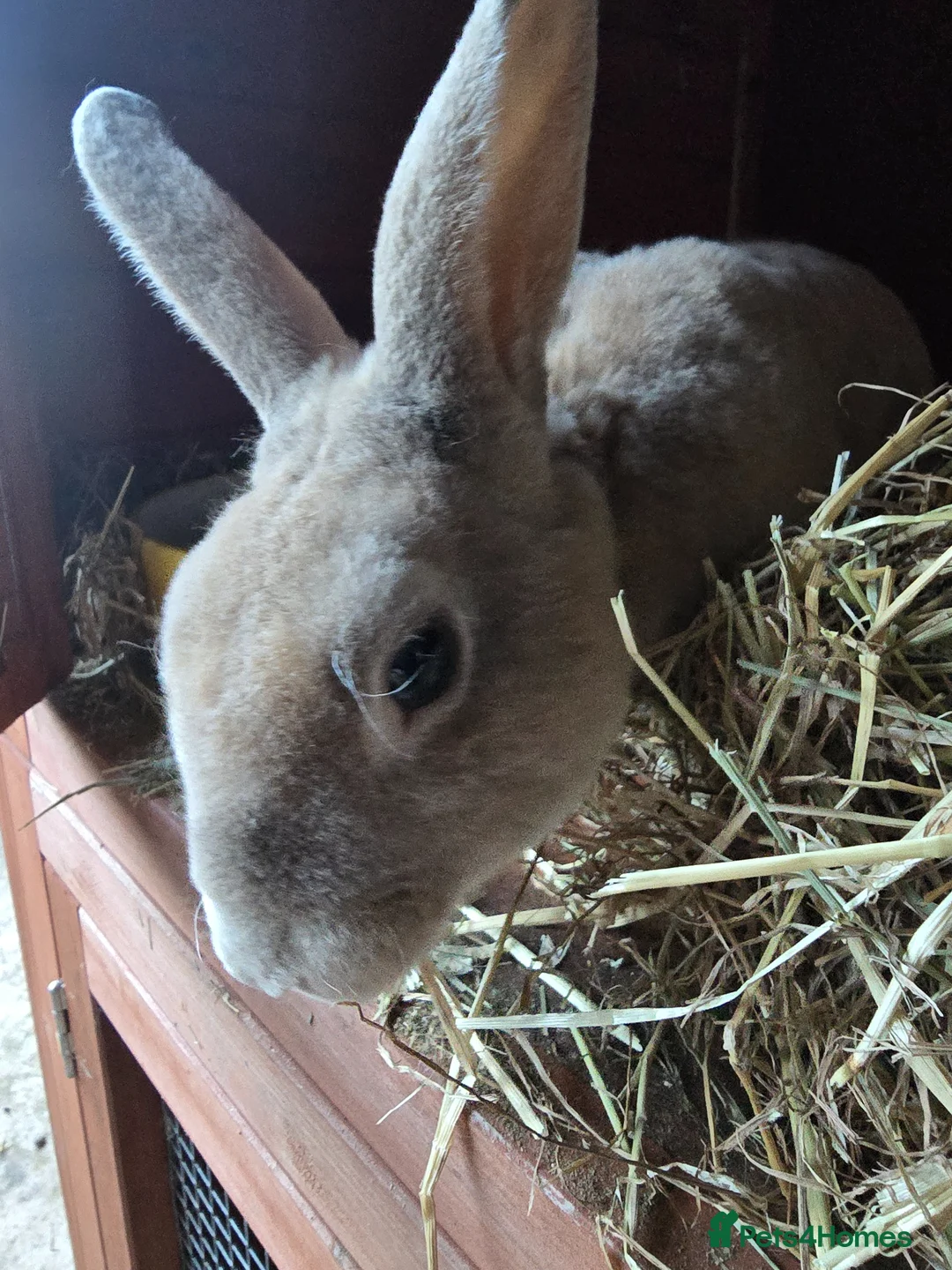 Rex rabbits for sale: Beautiful Mini Rex Buck - Advert 1