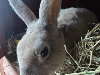 Rex rabbits Beautiful Mini Rex Buck - Advert 1