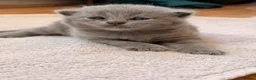 British Shorthair cats for sale: Beautiful British Shorthair Kittens🌸 - Advert 22