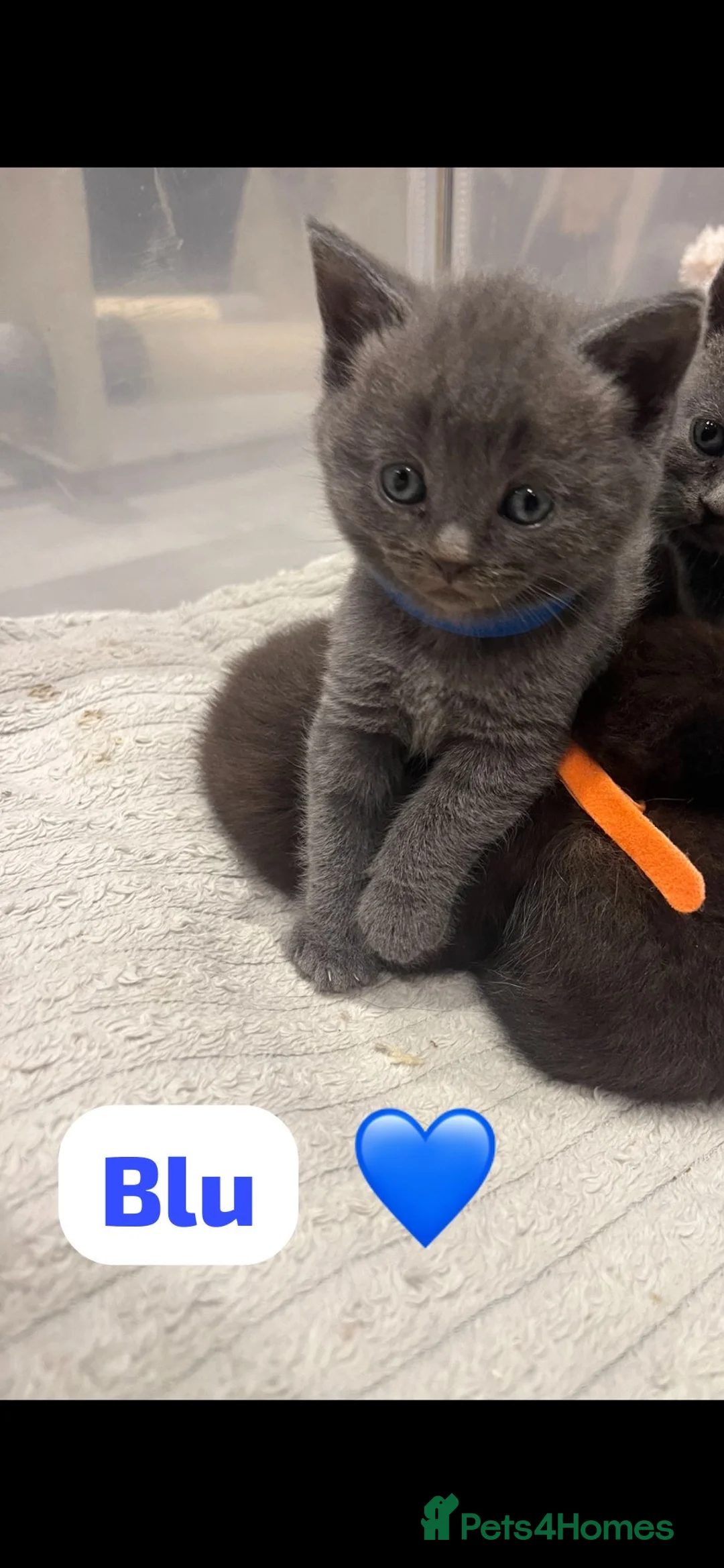 British Shorthair cats for sale: Beautiful British shorthair cross kittens🩵🩷 - Advert 16