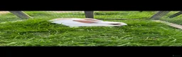 Mixed Breed rabbits for sale: Rabbits  - Advert 7