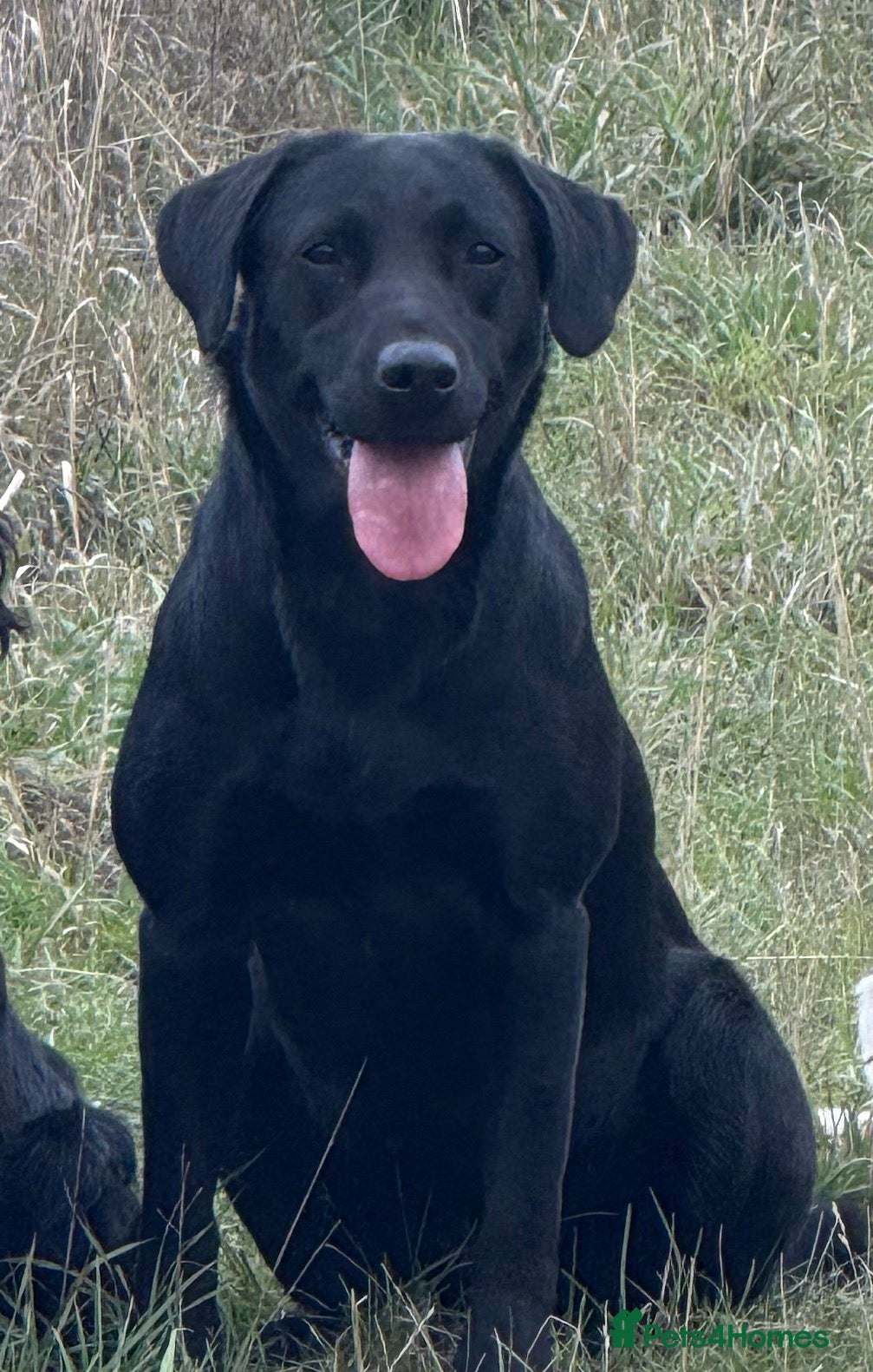 Labrador Retriever dogs Working Labrador's for sale.   - Advert 3