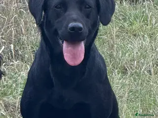 Labrador Retriever dogs Working Labrador's for sale. - Advert 3