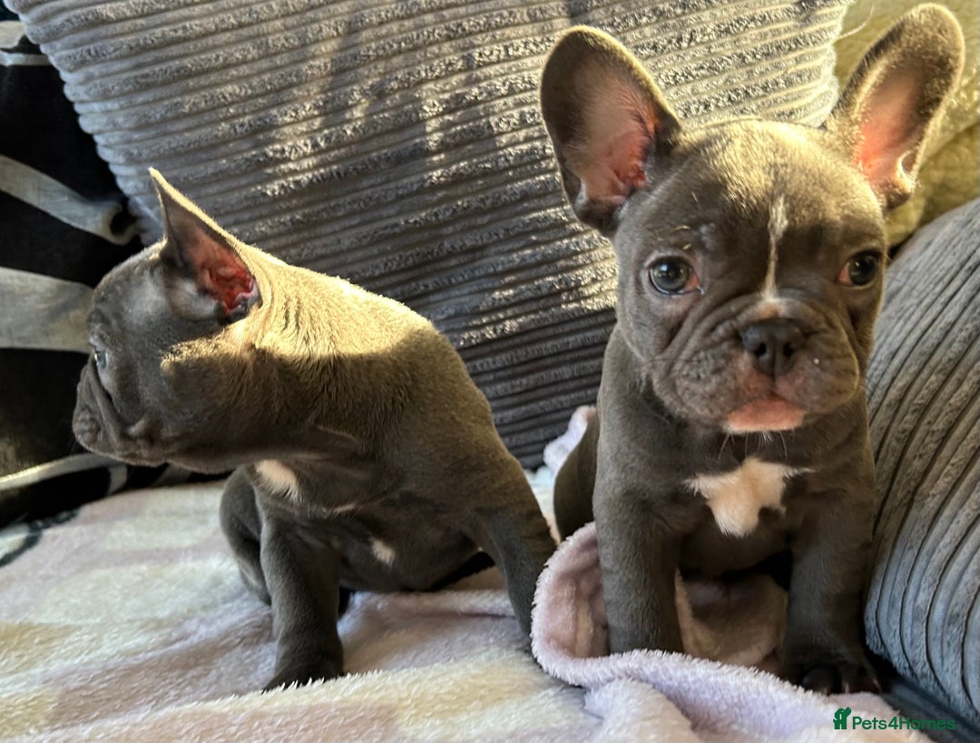 French Bulldog dogs for sale: 4 Solid Blue French Bulldog Girls - Advert 26