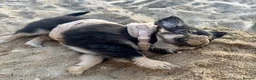Chihuahua dogs for sale: 4 gorgeous longhaired apple head chihuahua pups - Advert 15