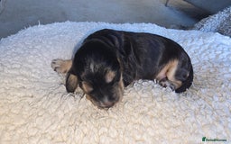 Cocker Spaniel dogs for sale: KC Registered Cocker Spaniels ready for Christmas - Image 14