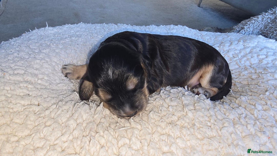 Cocker Spaniel dogs for sale: KC Registered Cocker Spaniels ready for Christmas - Image 14