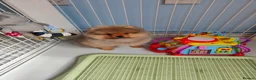 Pomeranian dogs for sale: Adorable Pomeranian Puppy boy for Sale. - Advert 3