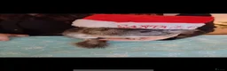 Chinchilla rodents for sale: 2 chinchillas  in Wadebridge - Advert 3