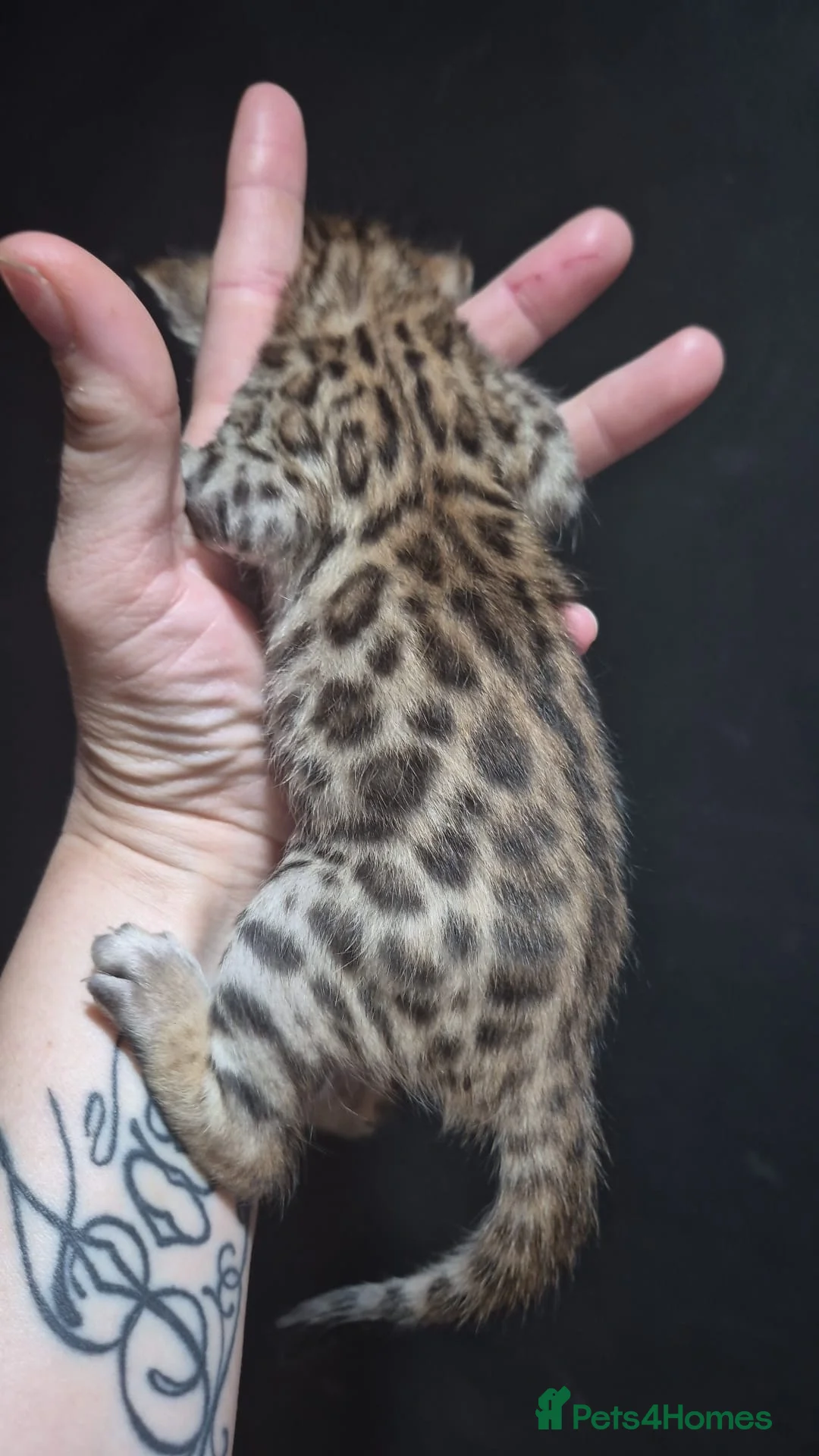 Bengal cats for sale: Beautiful make full bengal - Advert 1