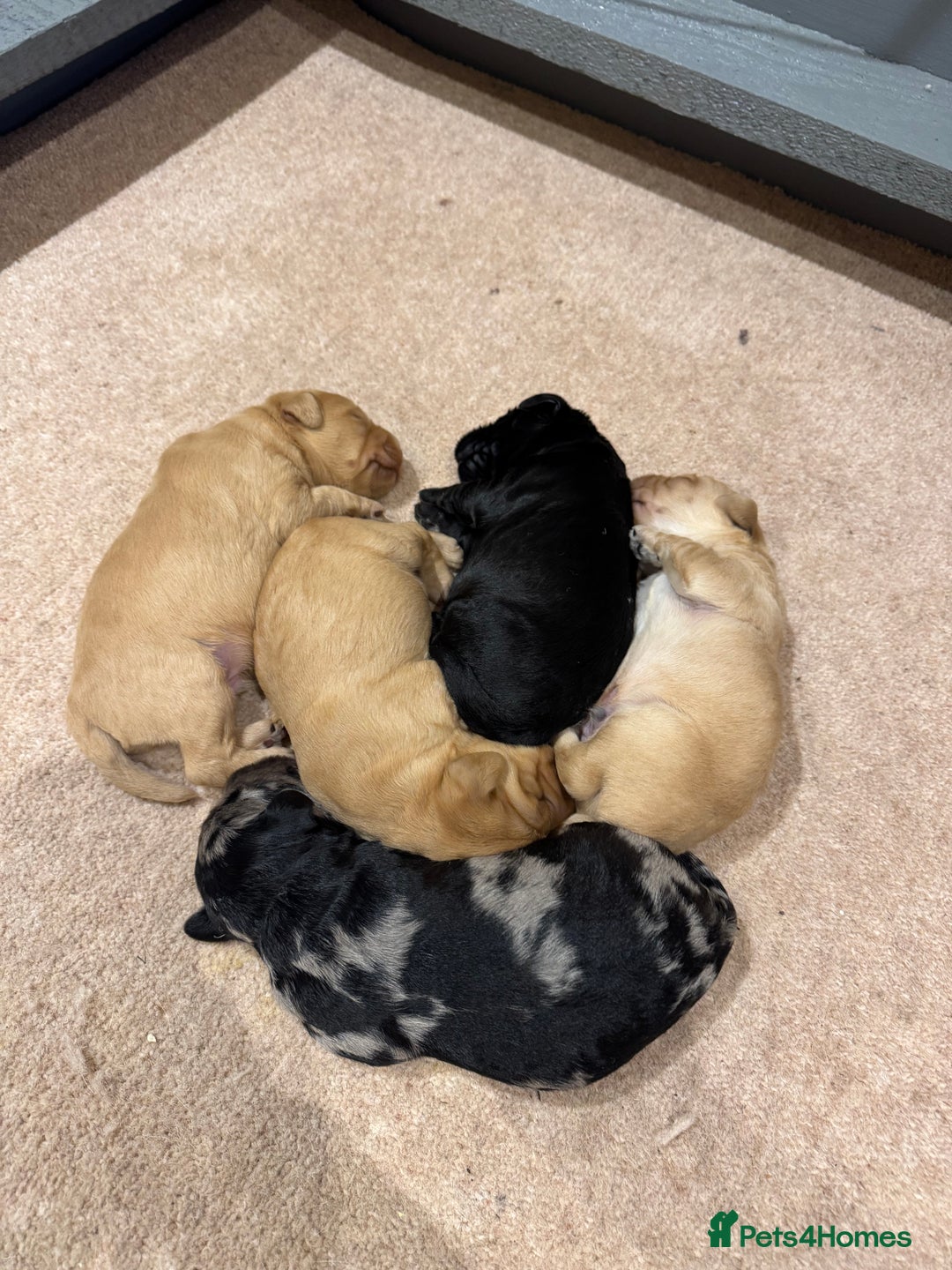 Labradoodle dogs for sale: Miniature Labradoodles - Image 7