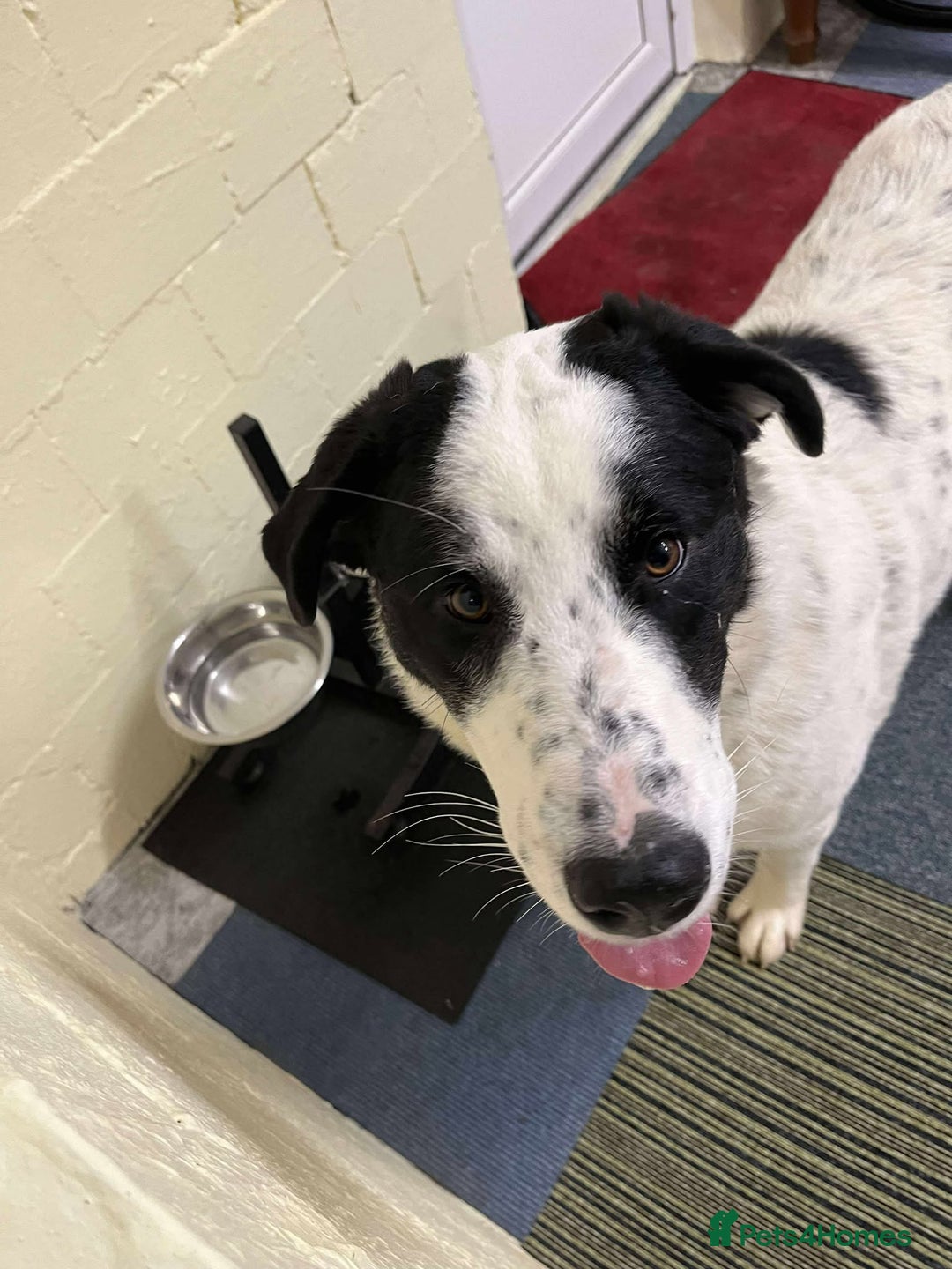 Mixed Breed dogs for adoption: Perdita  - Advert 3