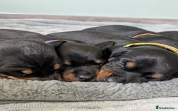 Dachshund dogs for sale: 🐾 Standard Dachshund Puppies-Absolutely perfect🐾 - Image 5