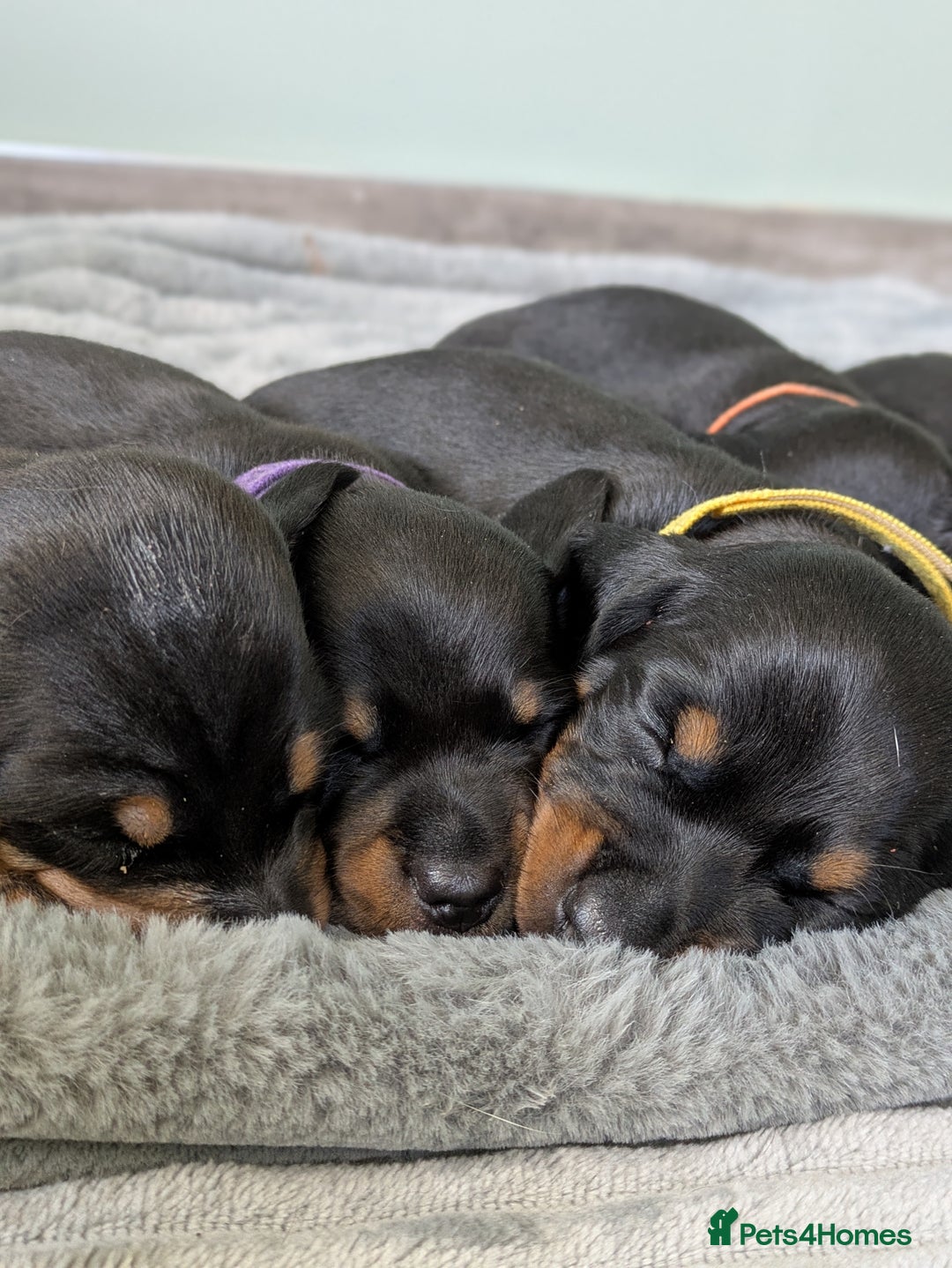 Dachshund dogs for sale: 🐾 Standard Dachshund Puppies-Absolutely perfect🐾 - Image 5