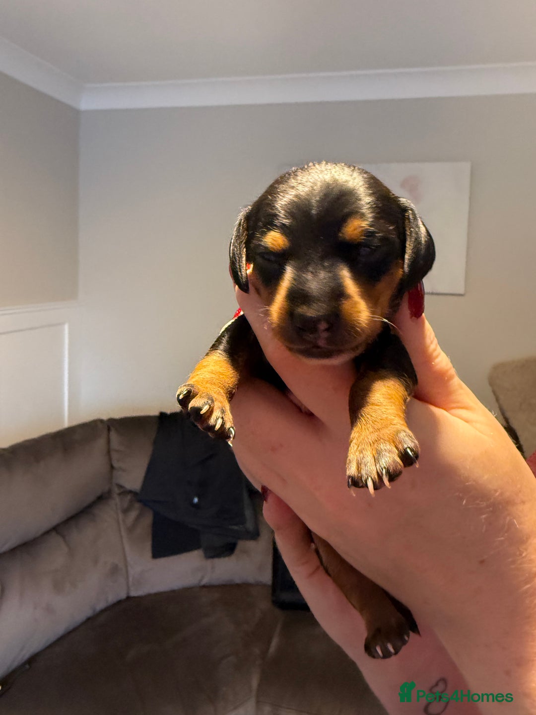 Mixed Breed dogs for sale: Doxie pin puppies - Advert 2