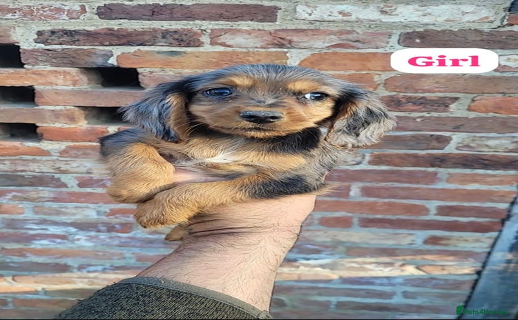 Cocker Spaniel dogs - Advert 11