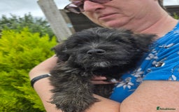 Mixed Breed dogs for sale: F1 Westipoos  - Image 27